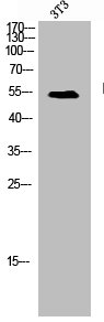 TGFB1I1 antibody