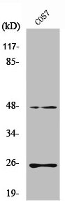 TGFB3 Antibody