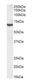Goat anti-TGFBI, Biotinylated Antibody