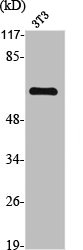 TGFBR1 antibody