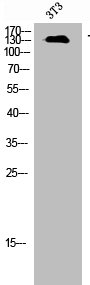 TGFBR3 antibody