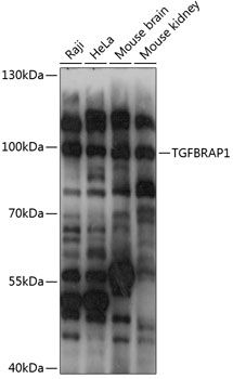 TGFBRAP1 antibody