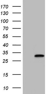 TGIF (TGIF1) antibody