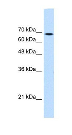 TGM2 antibody