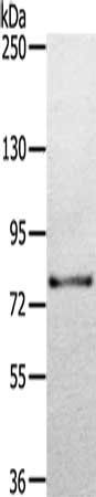 TGM7 antibody