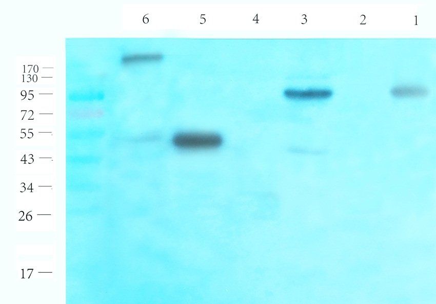 TGN46 antibody