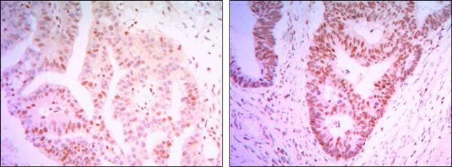 THAP11 Antibody