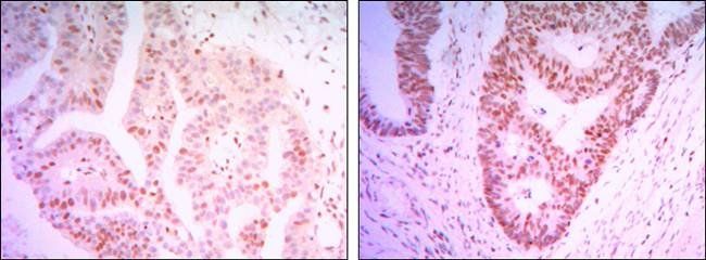 THAP11 Antibody