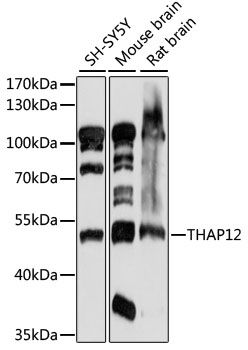THAP12 antibody