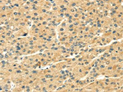 THAP3 Antibody