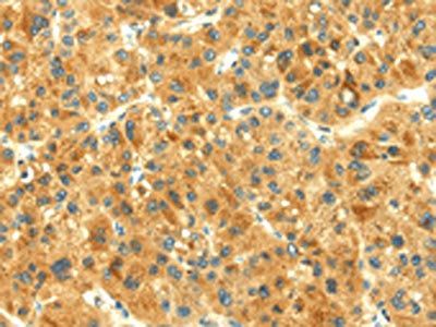 THAP3 Antibody
