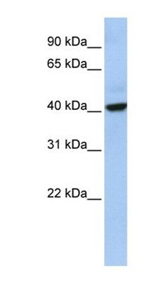 THAP5 antibody