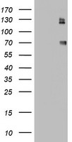 THAP6 Antibody
