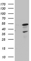 THAP6 Antibody
