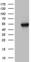 THAP6 Antibody