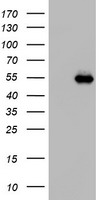 THAP6 Antibody