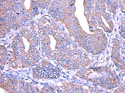 THAP6 Antibody
