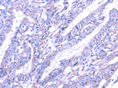 THAP6 Antibody