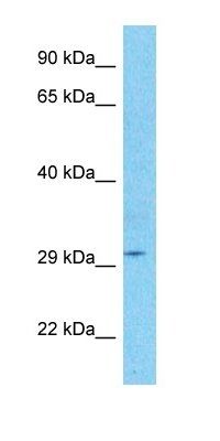 THAP7 antibody