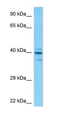 THAP7 antibody