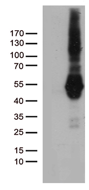 THAP8 antibody