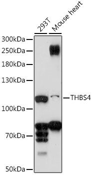 THBS4 antibody