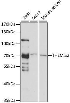 THEMIS2 antibody