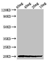 THI2.1 antibody