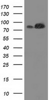Thimet Oligopeptidase (THOP1) antibody
