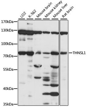 THNSL1 antibody