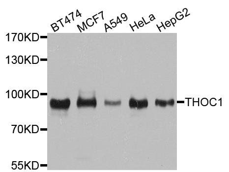 THOC1 antibody