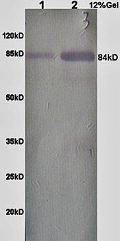 THOC1 antibody