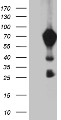 THOC3 Antibody