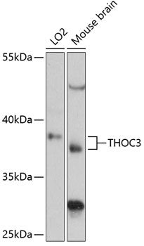 THOC3 antibody
