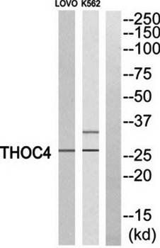 THOC4 antibody