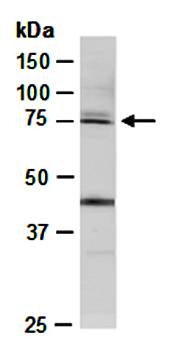 THOC5 (M) Antibody, Rabbit Polyclonal