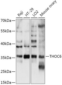 THOC6 antibody