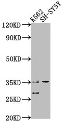 THOC6 antibody