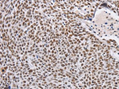 THOC7 antibody