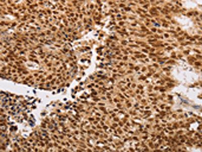 THOC7 antibody