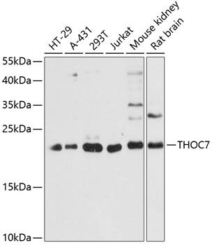 THOC7 antibody
