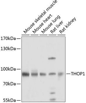 THOP1 antibody