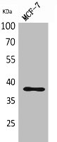 THPO Antibody