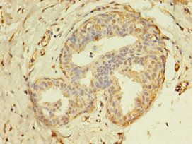 THRA Antibody