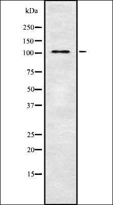 THRAP3 antibody