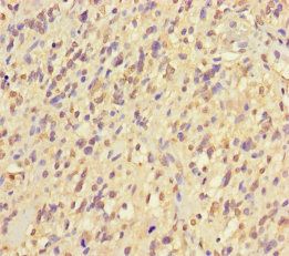 NIM1K Antibody