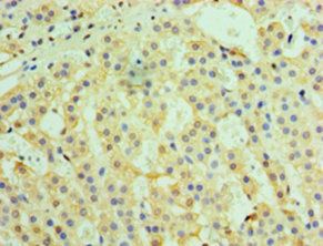 TRAF6 Antibody