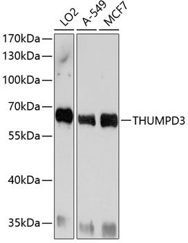 THUMPD3 antibody