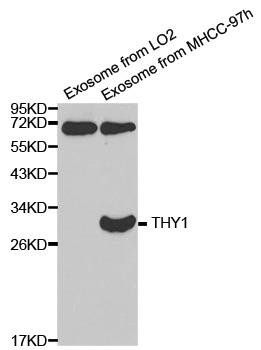 THY1 antibody