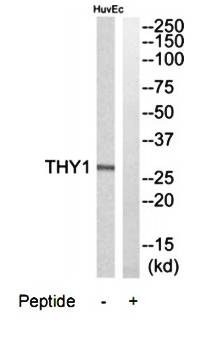 THY1 Antibody